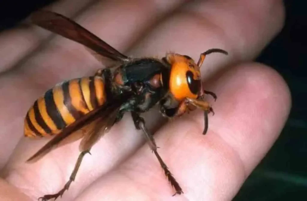 Elimina il calabrone dal tuo giardino con un solo facile trucco naturale: ecco quale Elimina il calabrone dal tuo giardino con un solo facile trucco naturale: ecco quale
