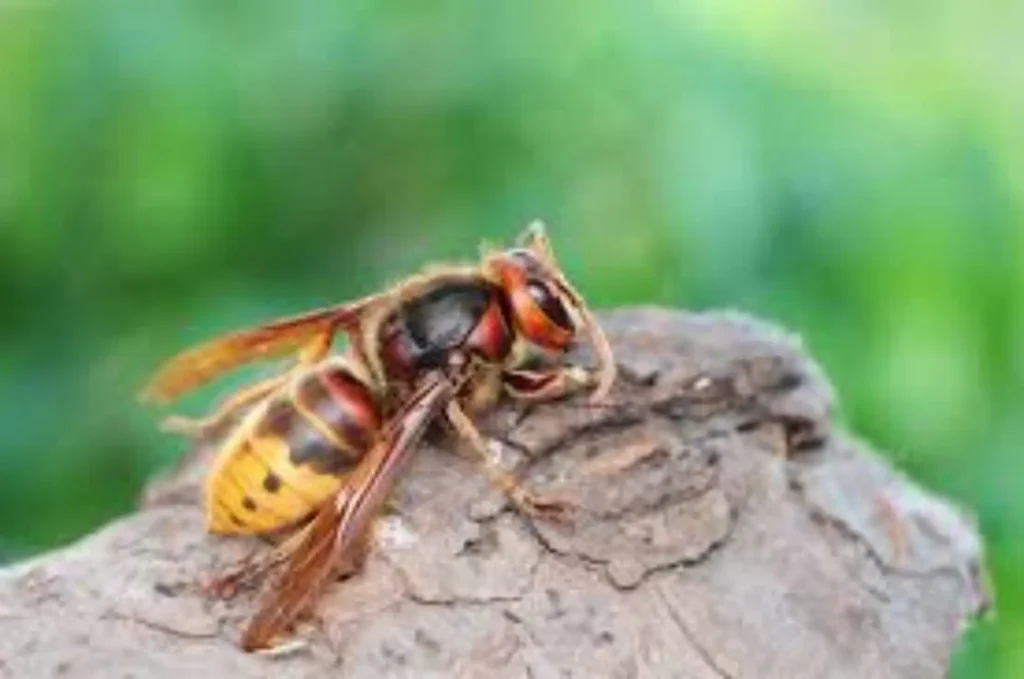 Elimina il calabrone dal tuo giardino con un solo facile trucco naturale: ecco quale Elimina il calabrone dal tuo giardino con un solo facile trucco naturale: ecco quale
