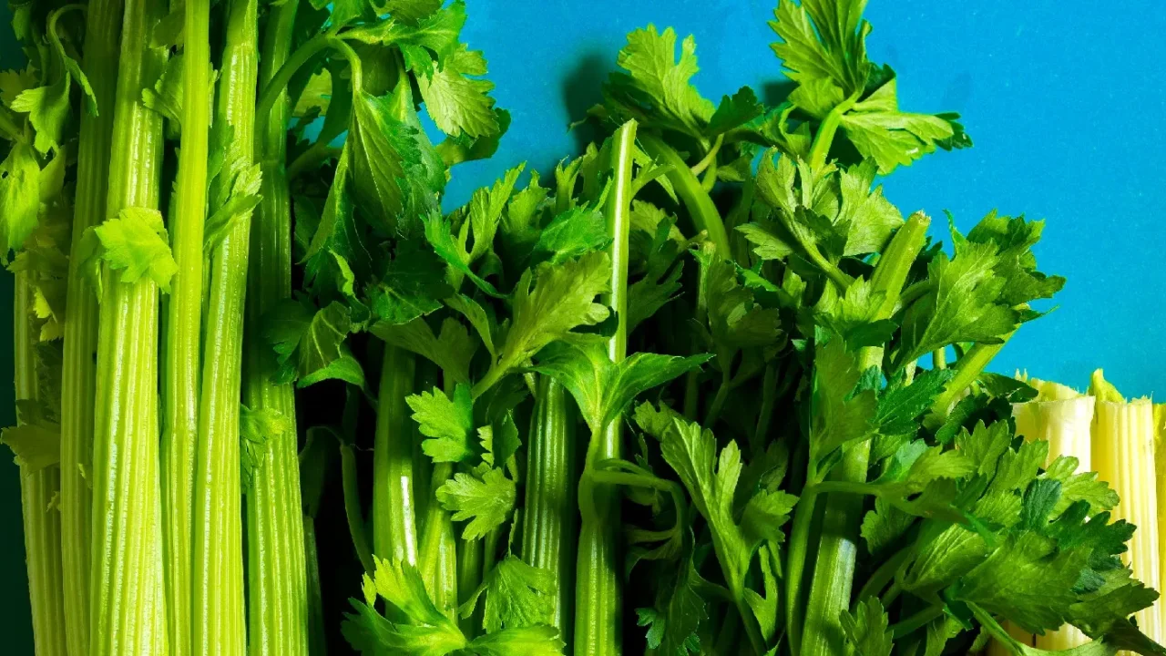 Allarme a tavola: richiamato il sedano dai supermercati italiani, ecco cosa rischi Allarme a tavola: richiamato il sedano dai supermercati italiani, ecco cosa rischi