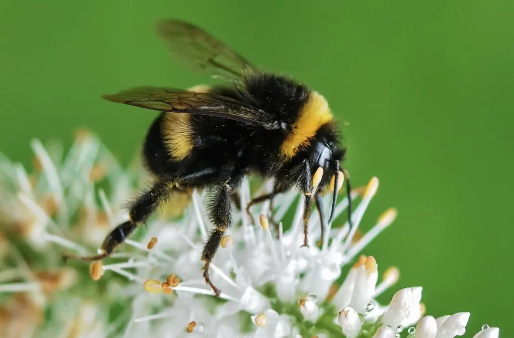 Elimina il calabrone dal tuo giardino con un solo facile trucco naturale: ecco quale Elimina il calabrone dal tuo giardino con un solo facile trucco naturale: ecco quale