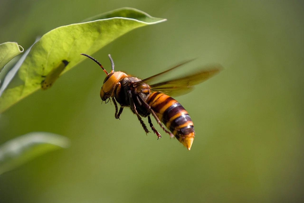 Elimina il calabrone dal tuo giardino con un solo facile trucco naturale: ecco quale Elimina il calabrone dal tuo giardino con un solo facile trucco naturale: ecco quale