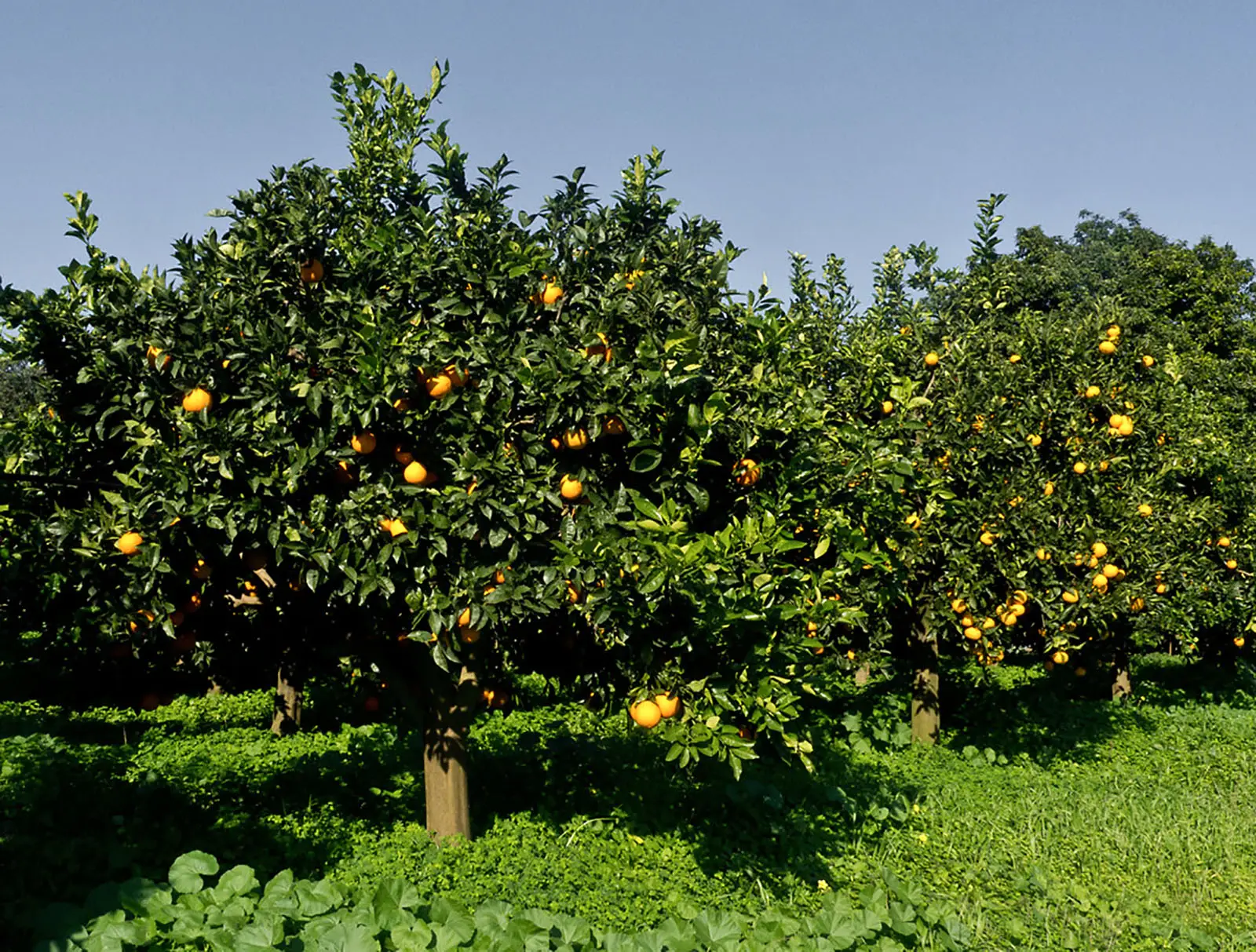 Sei alberi da frutto a crescita rapida facili da coltivare in giardino