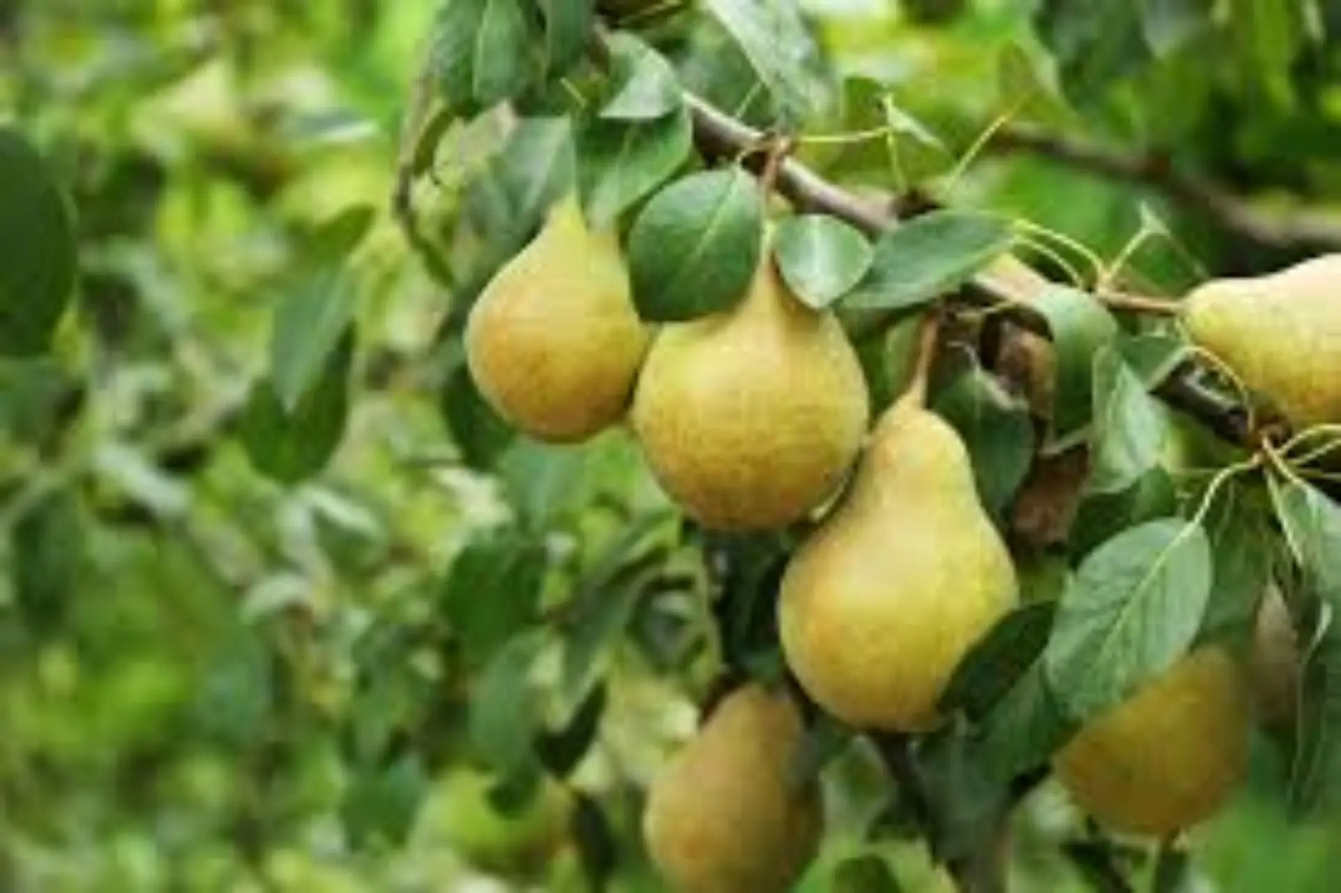 Sei alberi da frutto a crescita rapida facili da coltivare in giardino Immagine selezionata