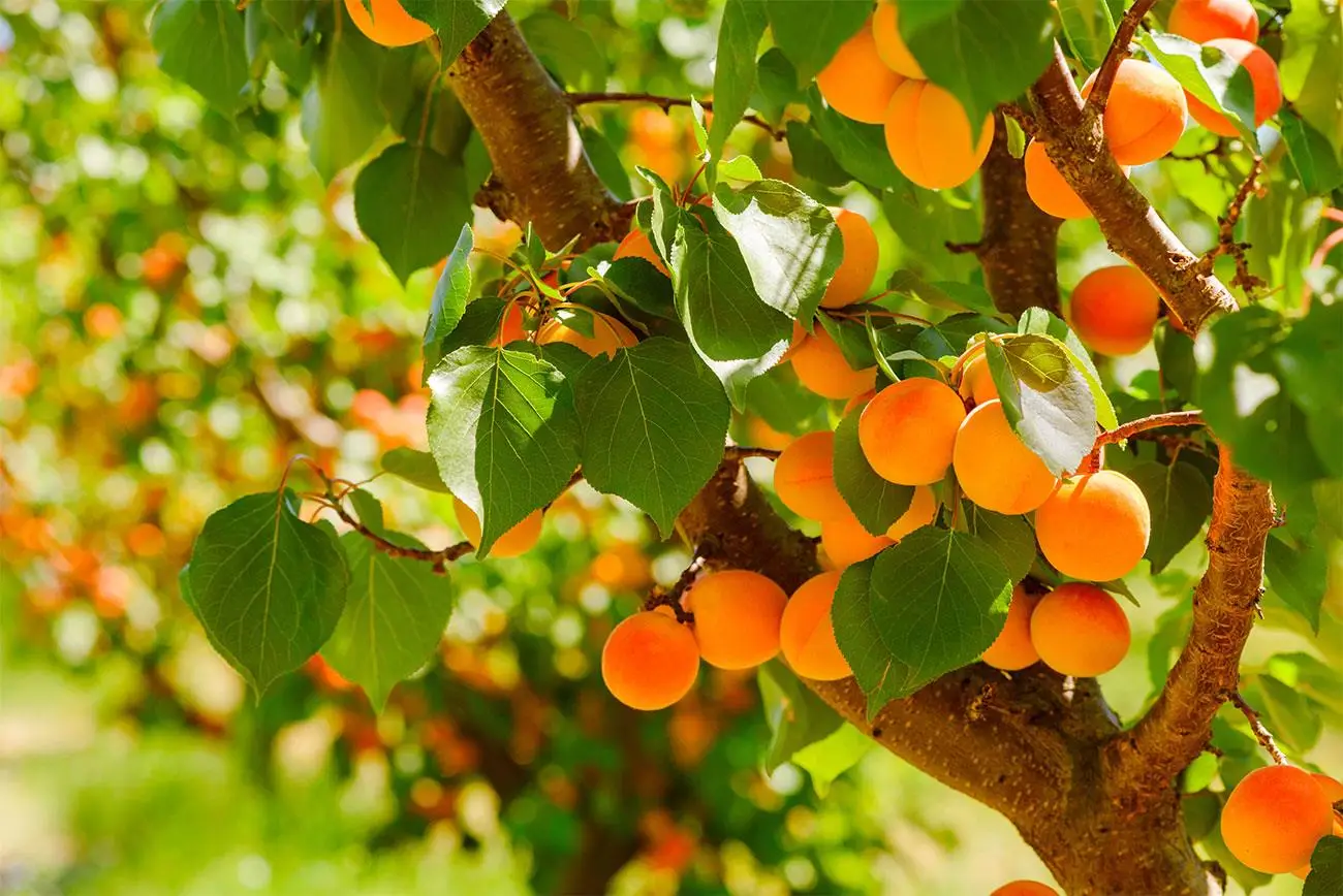 Sei alberi da frutto a crescita rapida facili da coltivare in giardino Immagine selezionata