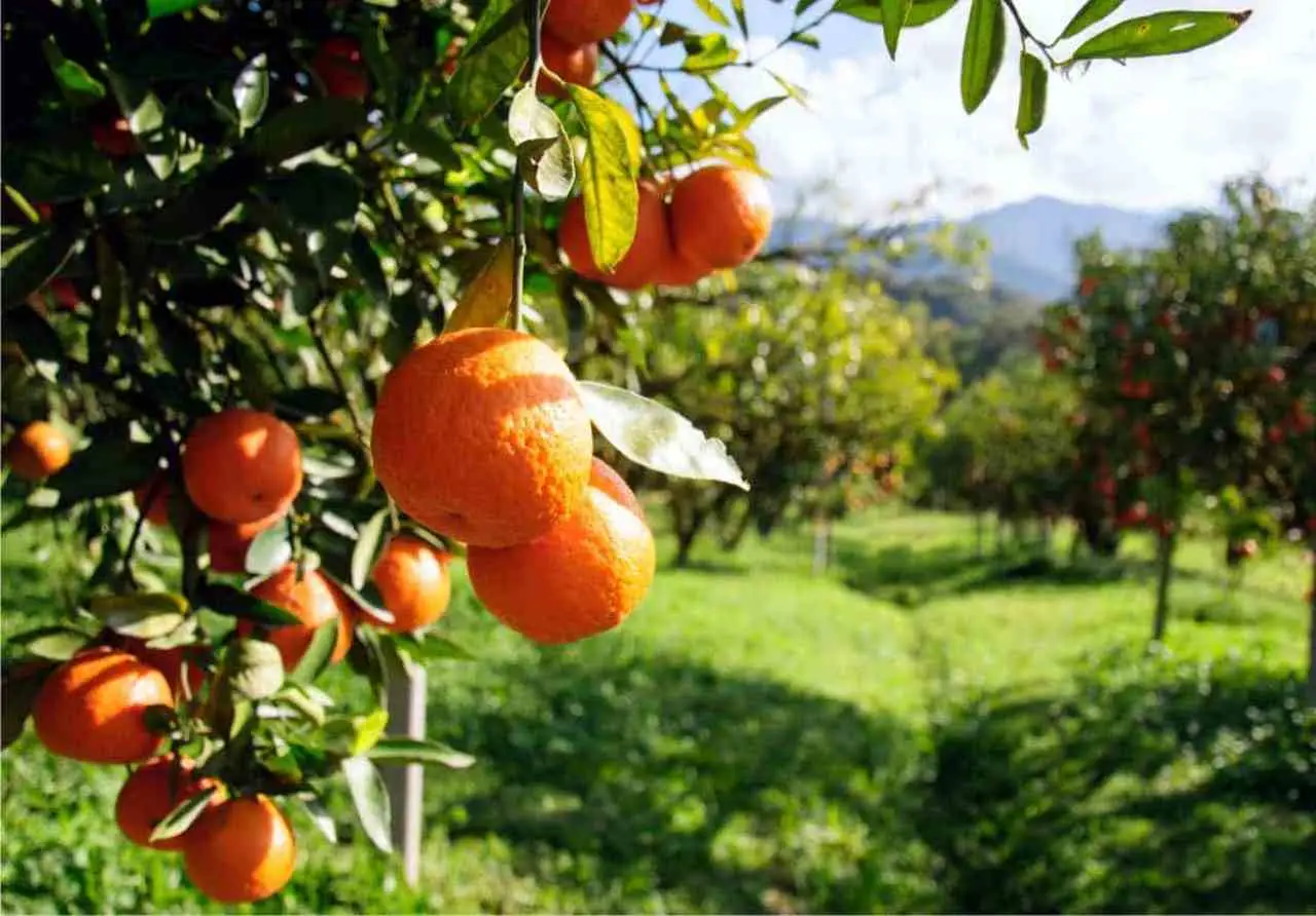 Sei alberi da frutto a crescita rapida facili da coltivare in giardino Immagine selezionata