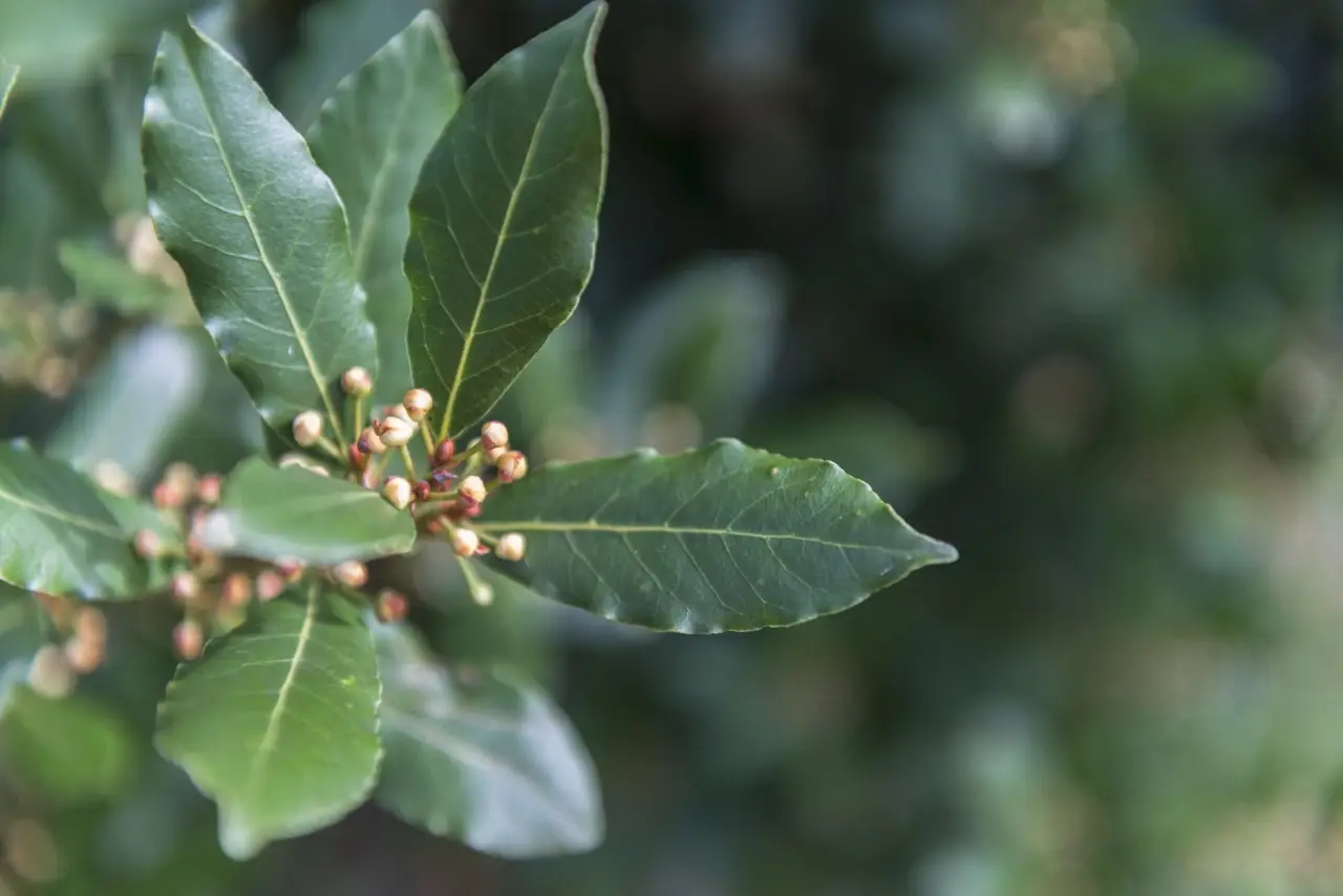 La pianta magica che cresce senza sostegni e ti regala un giardino spettacolare fino all’autunno Immagine selezionata