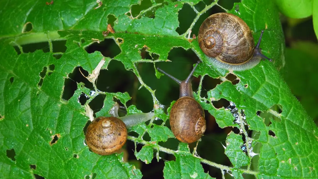 Come eliminare le lumache dal giardino il metodo innovativo degli esperti con l’aiuto dei ricci Immagine selezionata