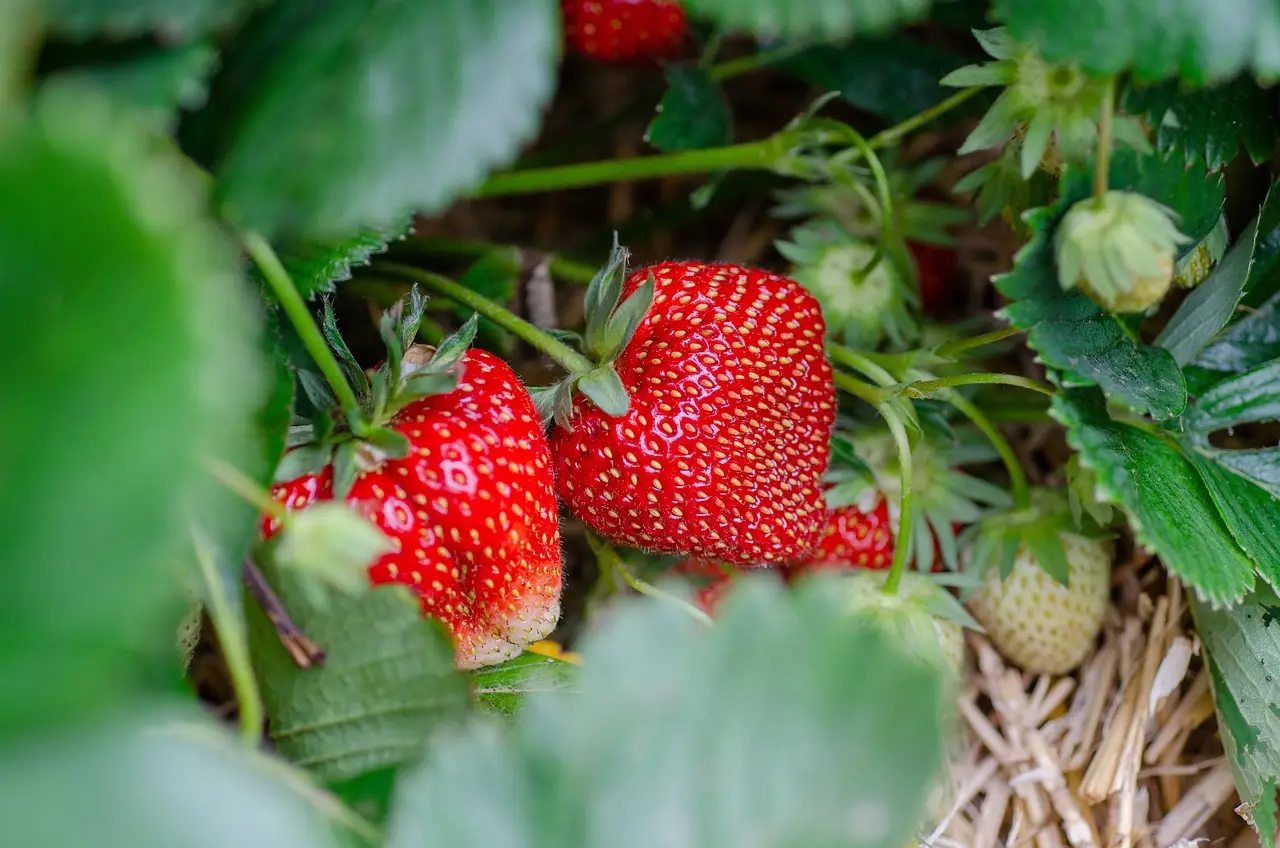 Come eliminare le lumache dal giardino il metodo innovativo degli esperti con l’aiuto dei ricci Immagine selezionata