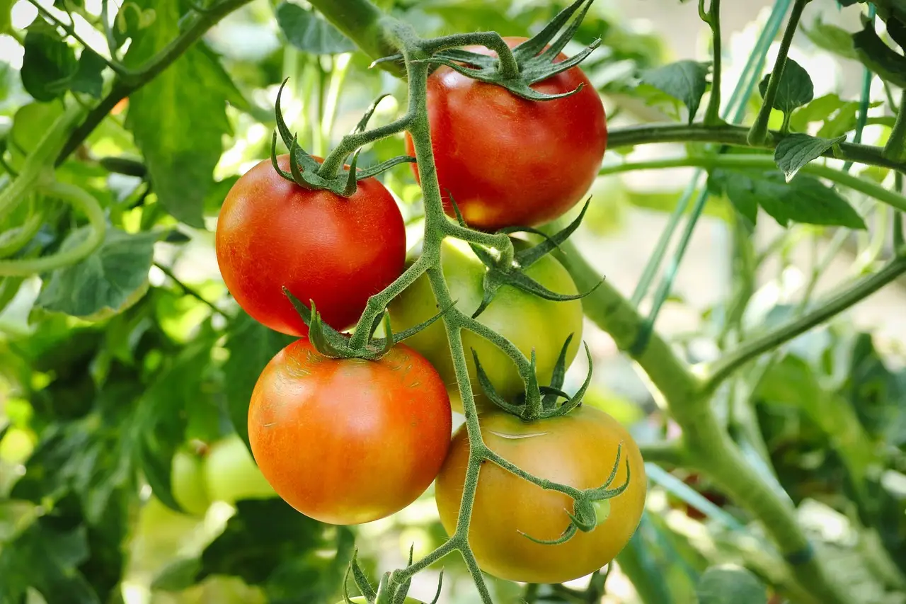 Pomodori perfetti anche sul balcone: questo è il trucco che conquista ogni spazio Immagine selezionata