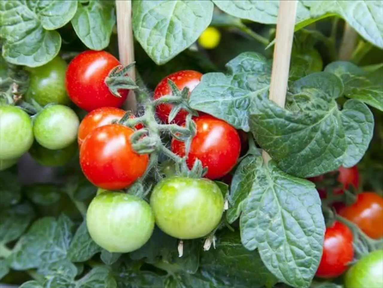 Pomodori perfetti anche sul balcone: questo è il trucco che conquista ogni spazio Immagine selezionata
