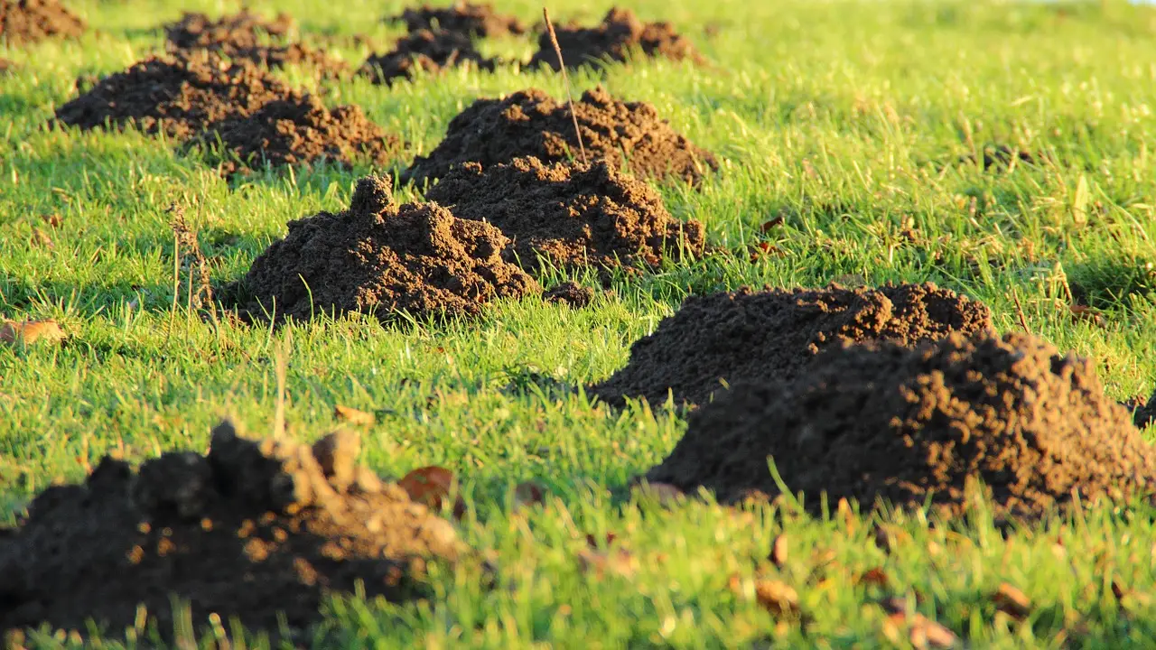 Come eliminare le talpe dal giardino il metodo efficace e semplice per uno spazio verde impeccabile Immagine selezionata