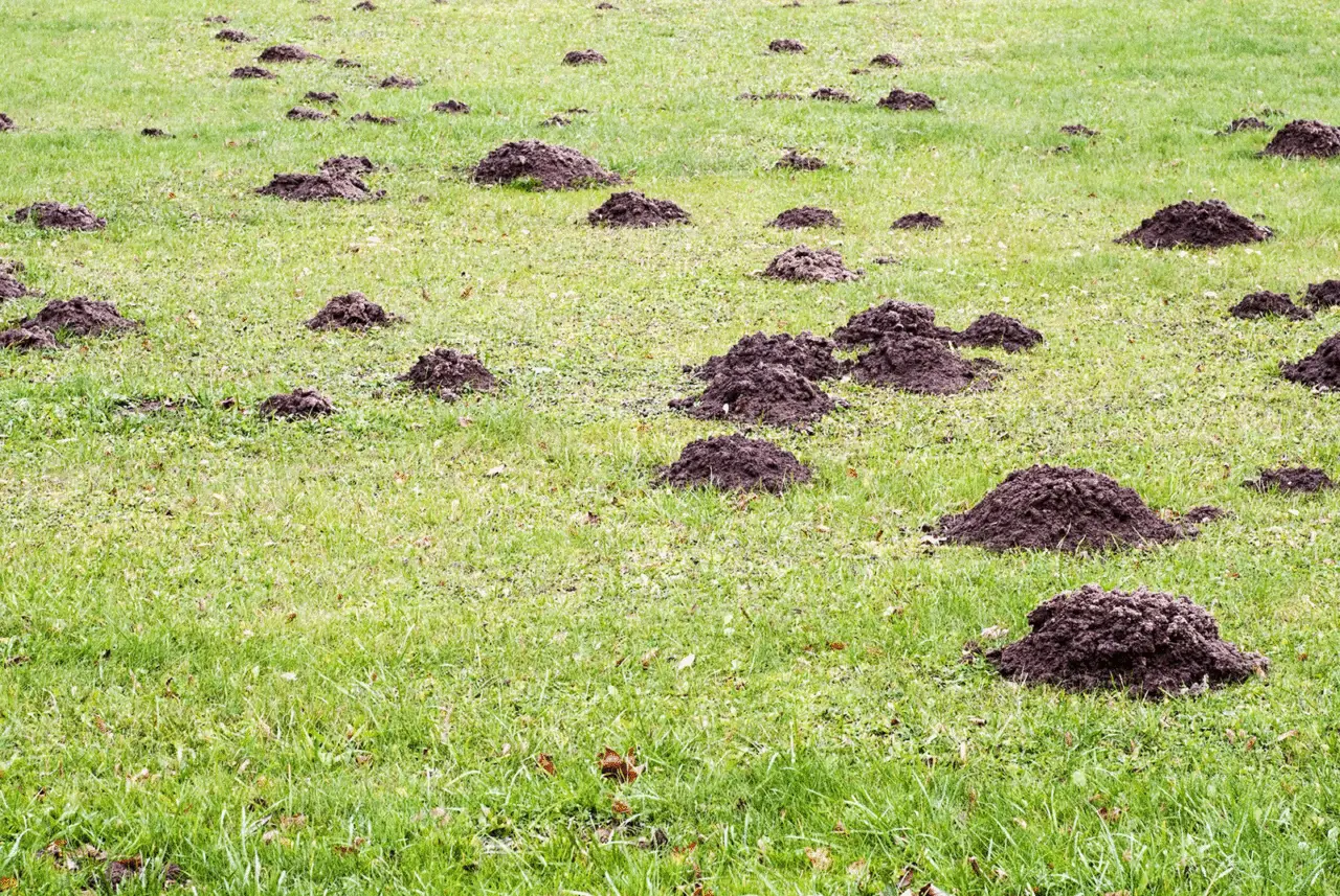Come eliminare le talpe dal giardino il metodo efficace e semplice per uno spazio verde impeccabile Immagine selezionata