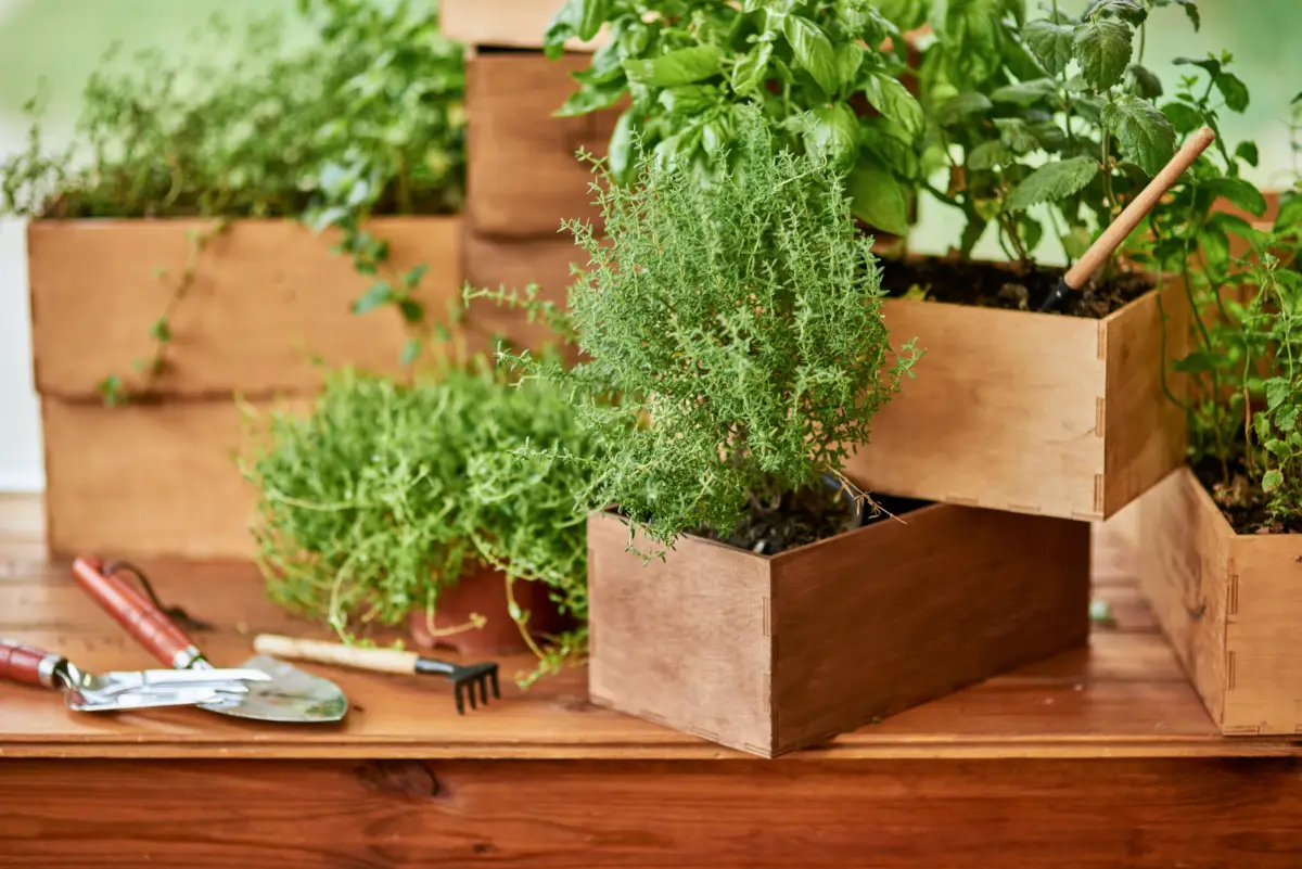 Il vaso in legno più desiderato dell’estate l’accessorio di tendenza per il balcone sotto i 20 euro