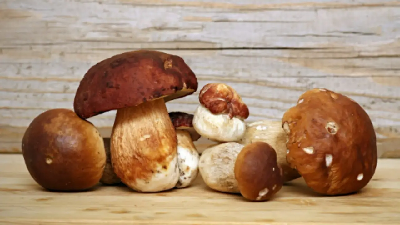 Caccia al fungo pregiato: ecco la mappa per trovare i migliori porcini quest’anno! Immagine selezionata