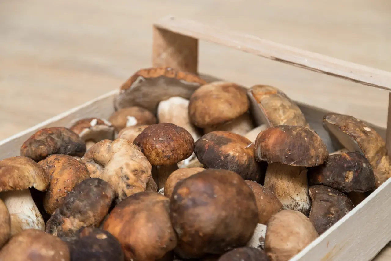 Caccia al fungo pregiato: ecco la mappa per trovare i migliori porcini quest’anno! Immagine selezionata