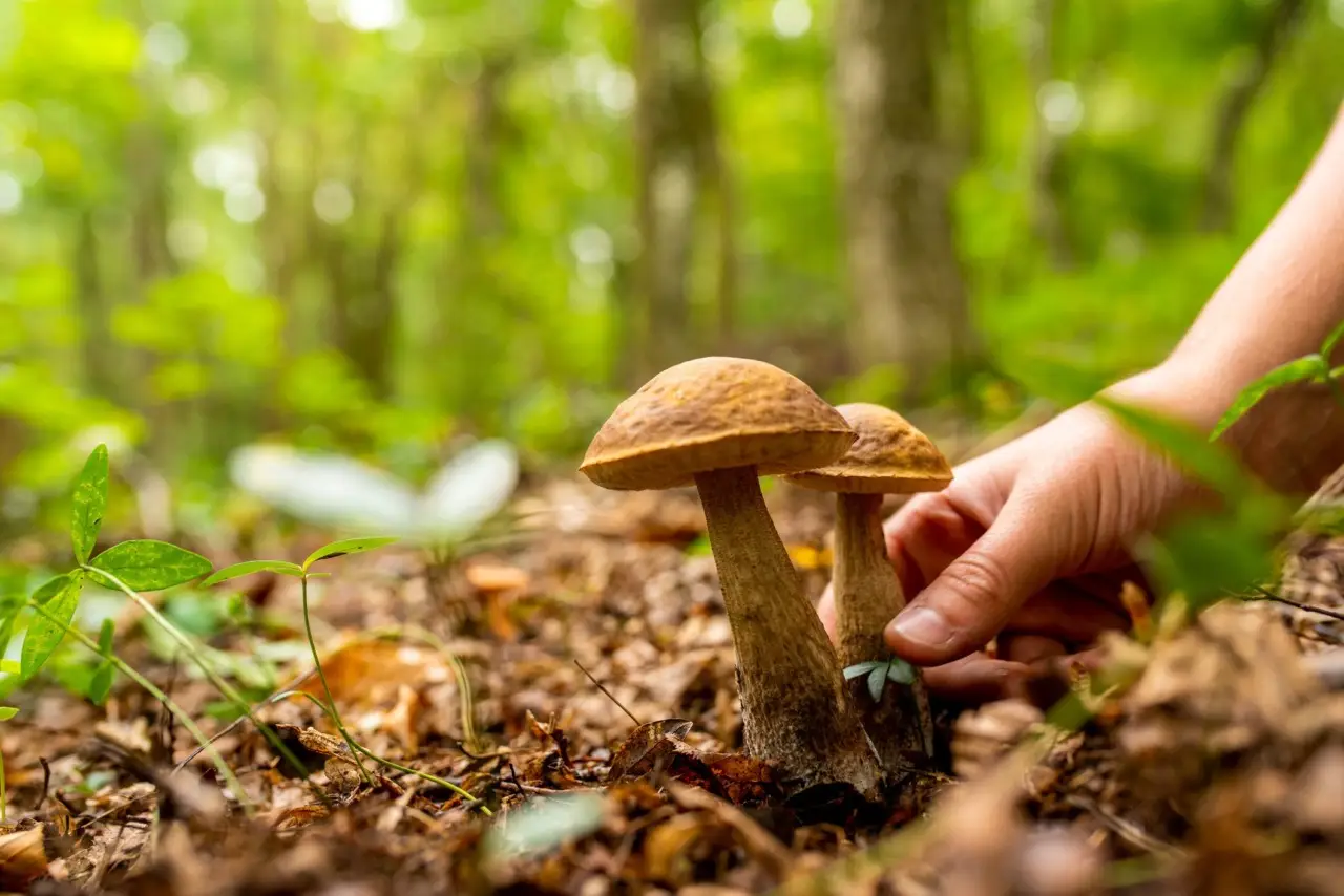 Caccia al fungo pregiato: ecco la mappa per trovare i migliori porcini quest’anno! Immagine selezionata