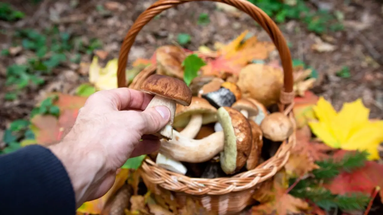 Caccia al fungo pregiato: ecco la mappa per trovare i migliori porcini quest’anno! Immagine selezionata