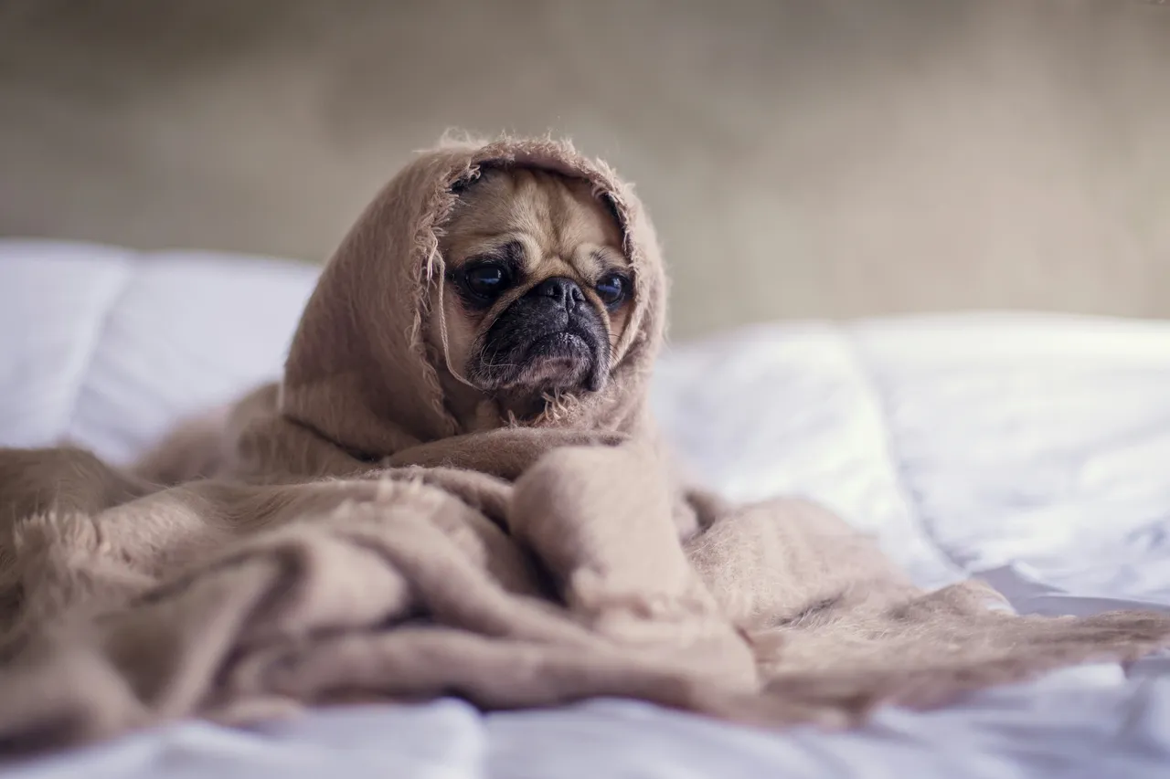 Peli di animali addio: ecco il trucco geniale che trasforma la tua lavatrice Immagine selezionata