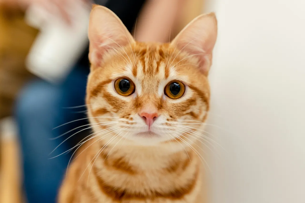 Peli di animali addio: ecco il trucco geniale che trasforma la tua lavatrice Immagine selezionata