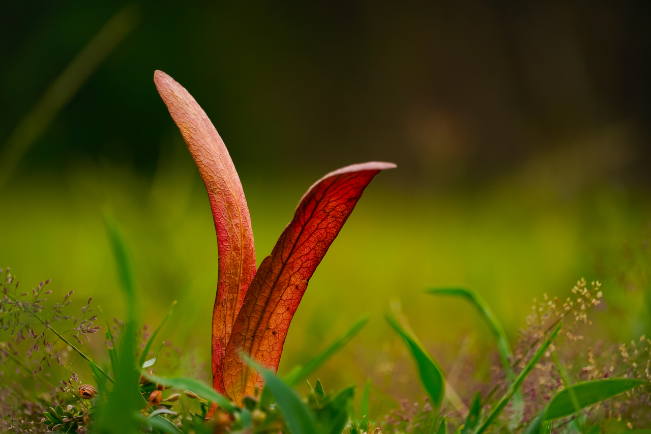 Come creare un giardino accogliente per le farfalle scegli le piante giuste Immagine selezionata