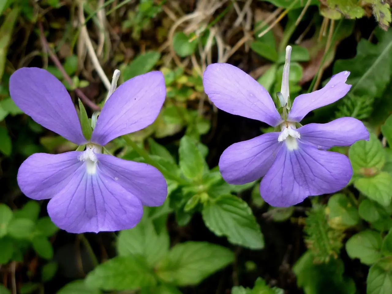 Come creare un giardino accogliente per le farfalle scegli le piante giuste Immagine selezionata