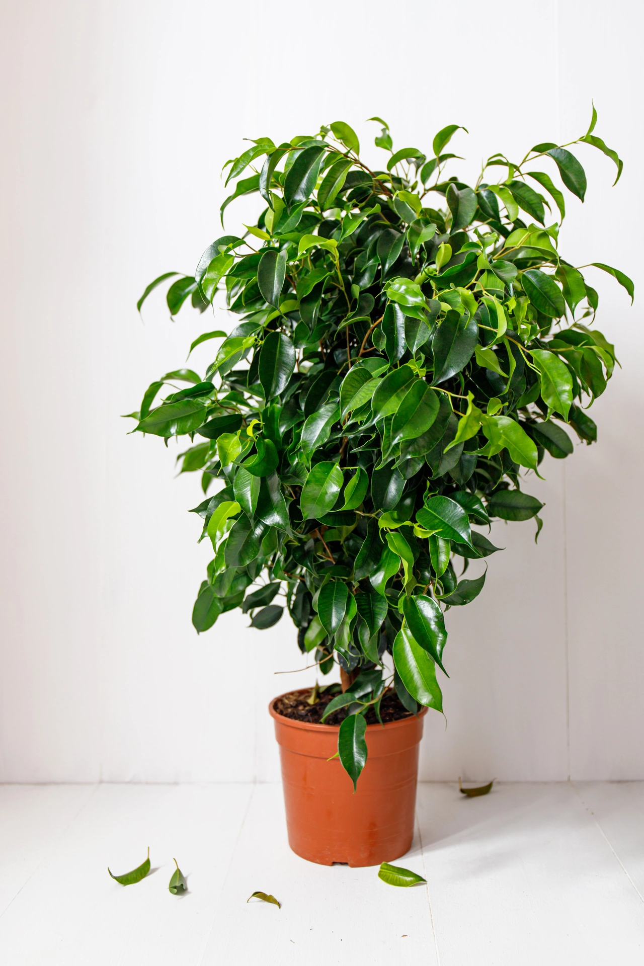 Il segreto infallibile per un ficus sano e rigoglioso da provare subito Il segreto infallibile per un ficus sano e rigoglioso da provare subito
