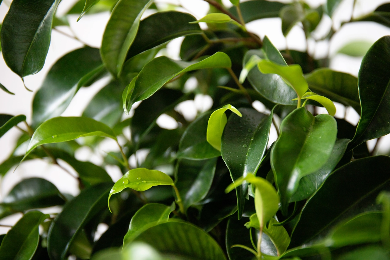 Il segreto infallibile per un ficus sano e rigoglioso da provare subito Immagine selezionata