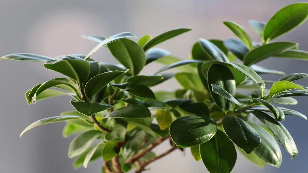 Il segreto infallibile per un ficus sano e rigoglioso da provare subito Immagine selezionata