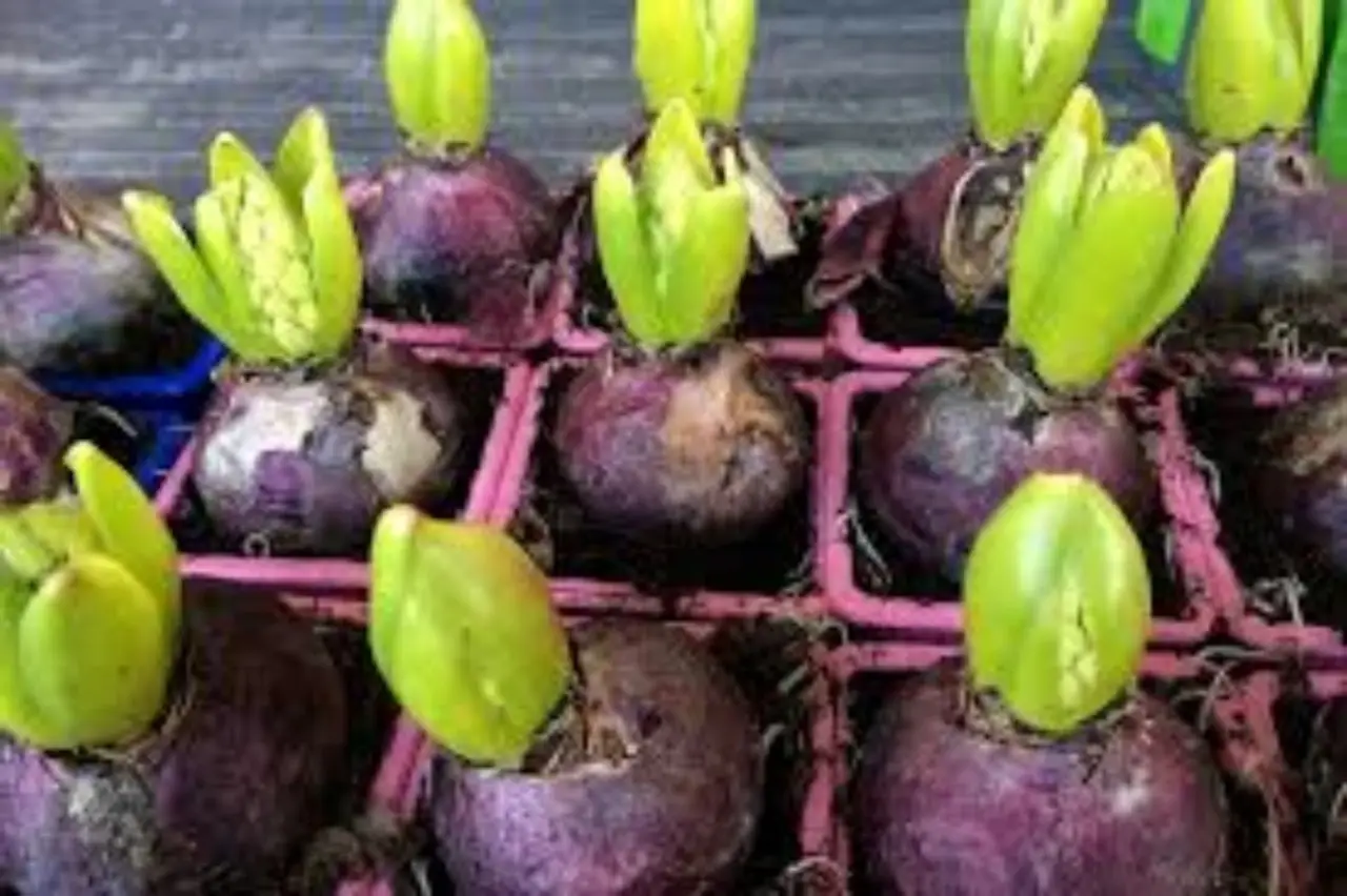 Quando interrare i bulbi di tulipano per una fioritura straordinaria Immagine selezionata