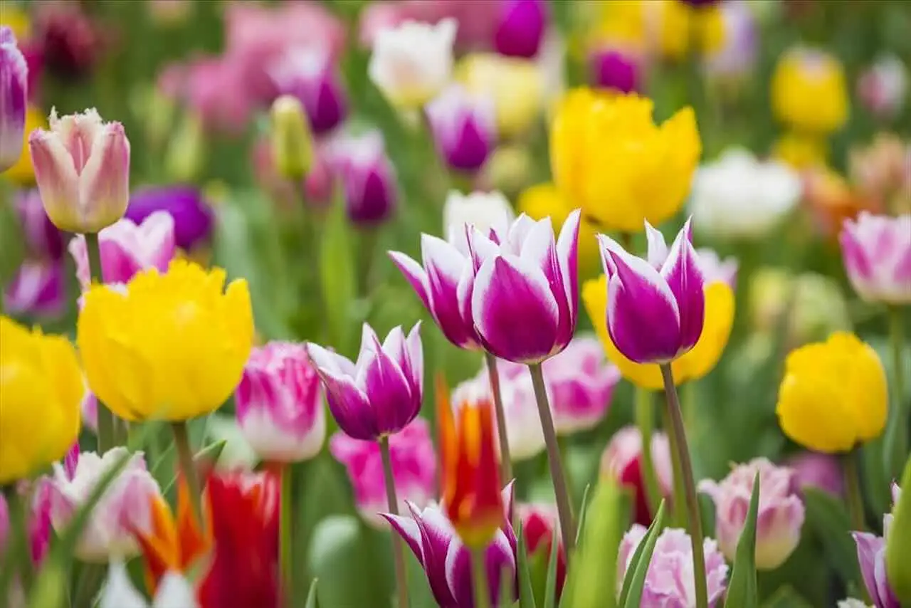 Quando interrare i bulbi di tulipano per una fioritura straordinaria Immagine selezionata