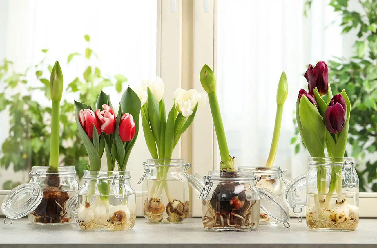 Quando interrare i bulbi di tulipano per una fioritura straordinaria Immagine selezionata
