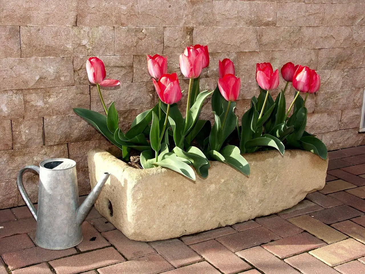 Quando interrare i bulbi di tulipano per una fioritura straordinaria Immagine selezionata