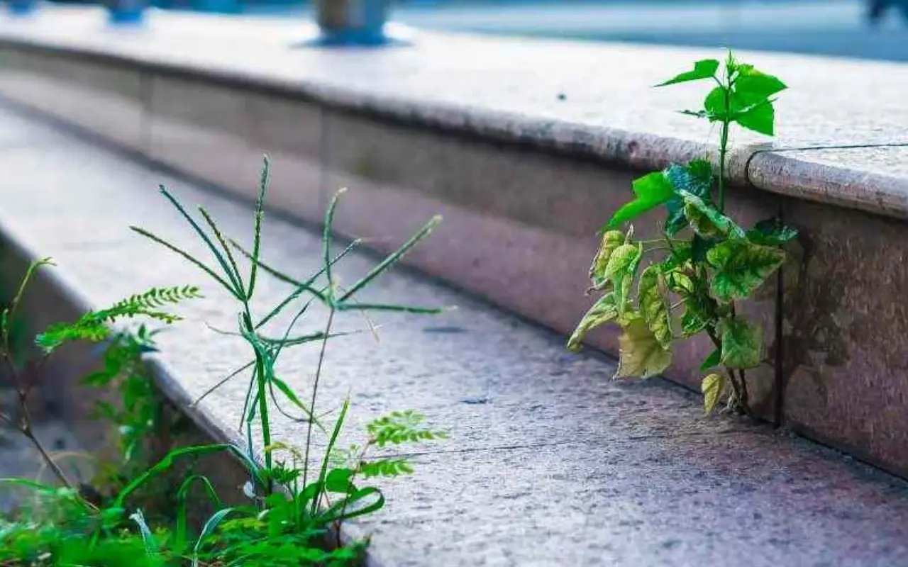 Come eliminare per sempre l’erba infestante dal vialetto senza fare fatica