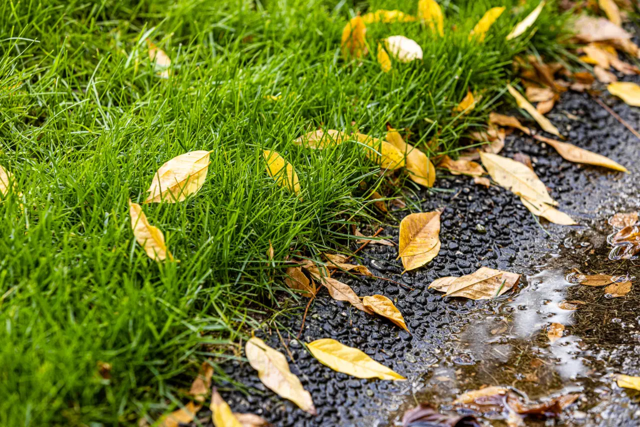 Come eliminare per sempre l’erba infestante dal vialetto senza fare fatica Immagine selezionata