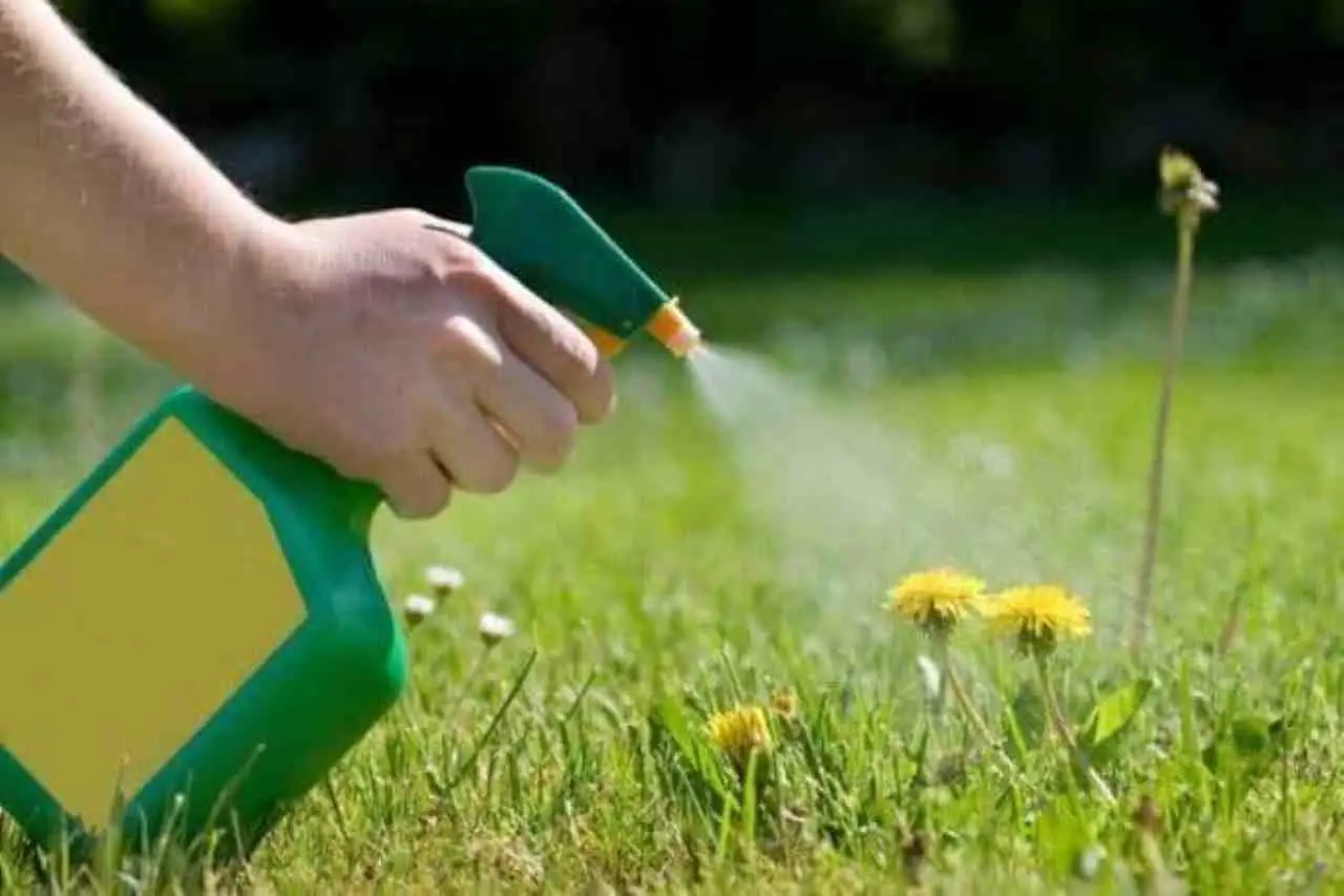 Come eliminare per sempre l’erba infestante dal vialetto senza fare fatica Immagine selezionata