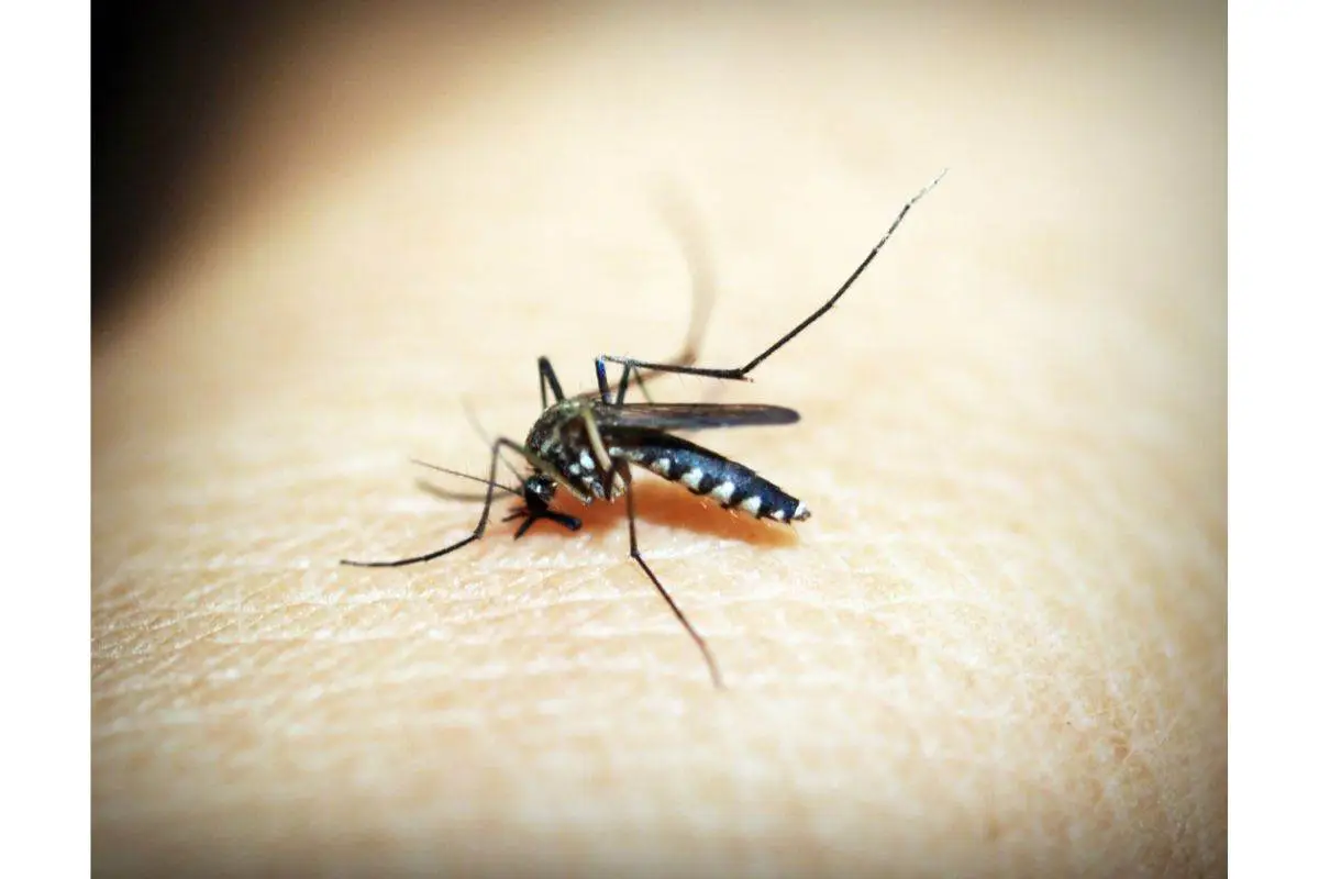 La pianta che tiene lontane le zanzare: piantala ora e goditi un’estate in serenità