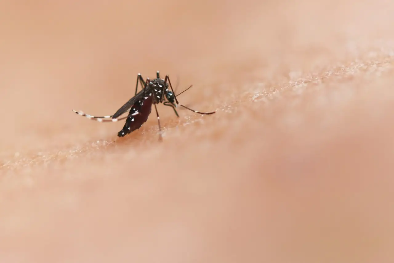 La pianta che tiene lontane le zanzare: piantala ora e goditi un’estate in serenità Immagine selezionata