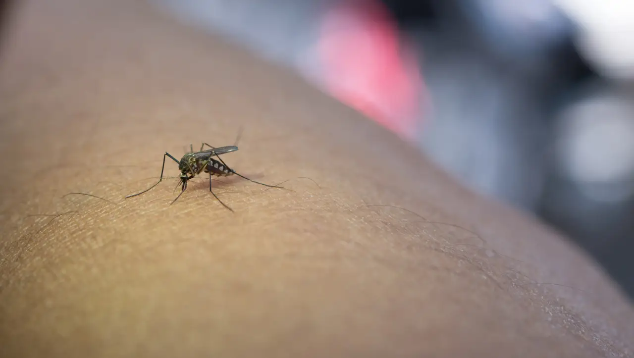 La pianta che tiene lontane le zanzare: piantala ora e goditi un’estate in serenità Immagine selezionata