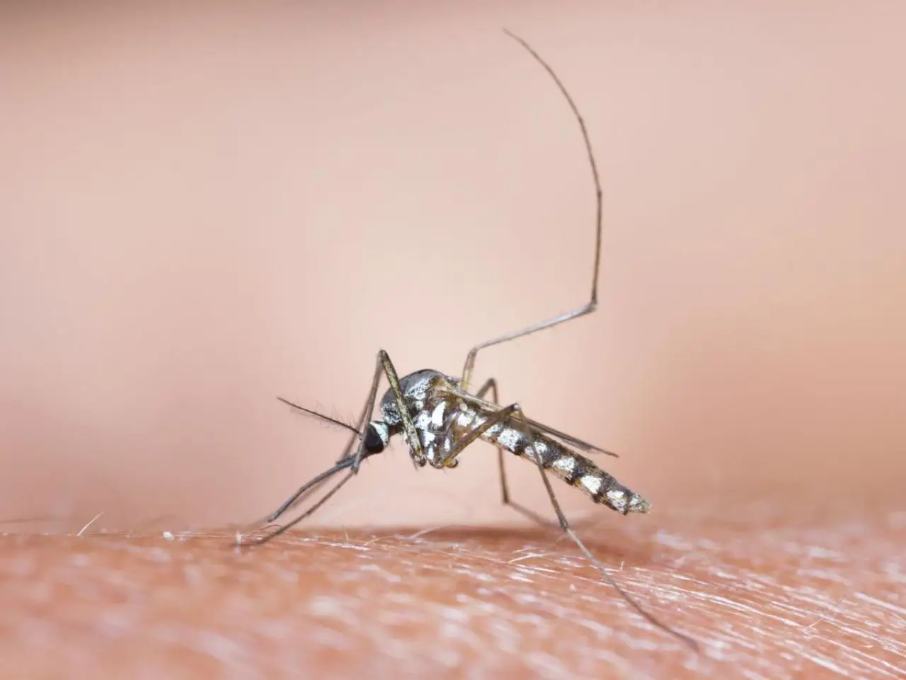 La pianta che tiene lontane le zanzare: piantala ora e goditi un’estate in serenità Immagine selezionata