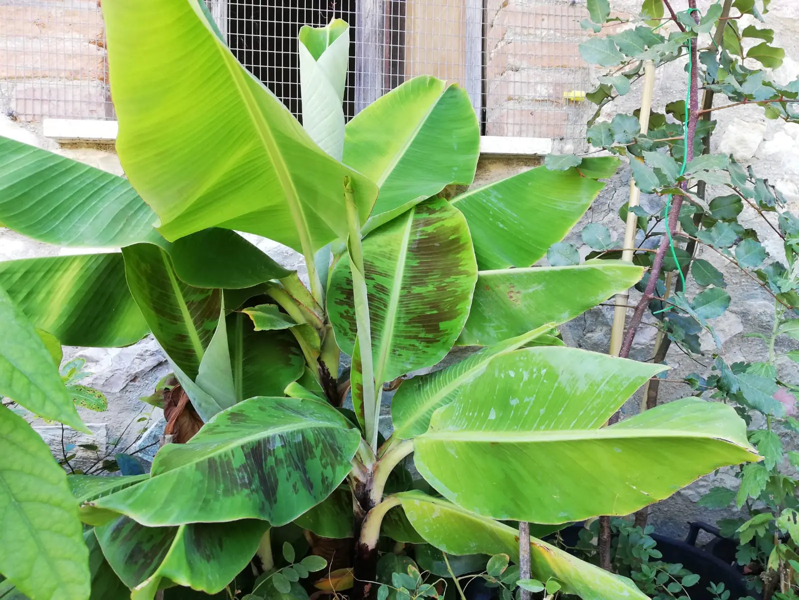 Non potare le piante in questo periodo: ecco perché questo può essere un errore grave