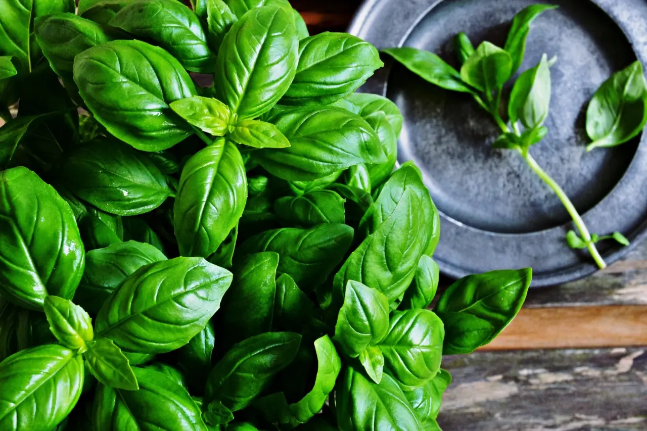 Come coltivare il basilico tutto l’anno: questo il trucco che funziona