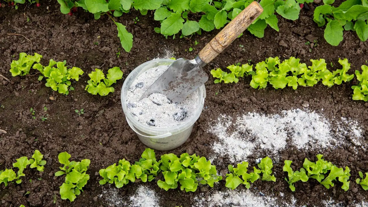 Come riconoscere un terreno acido: ecco il trucco con il bicarbonato Immagine selezionata