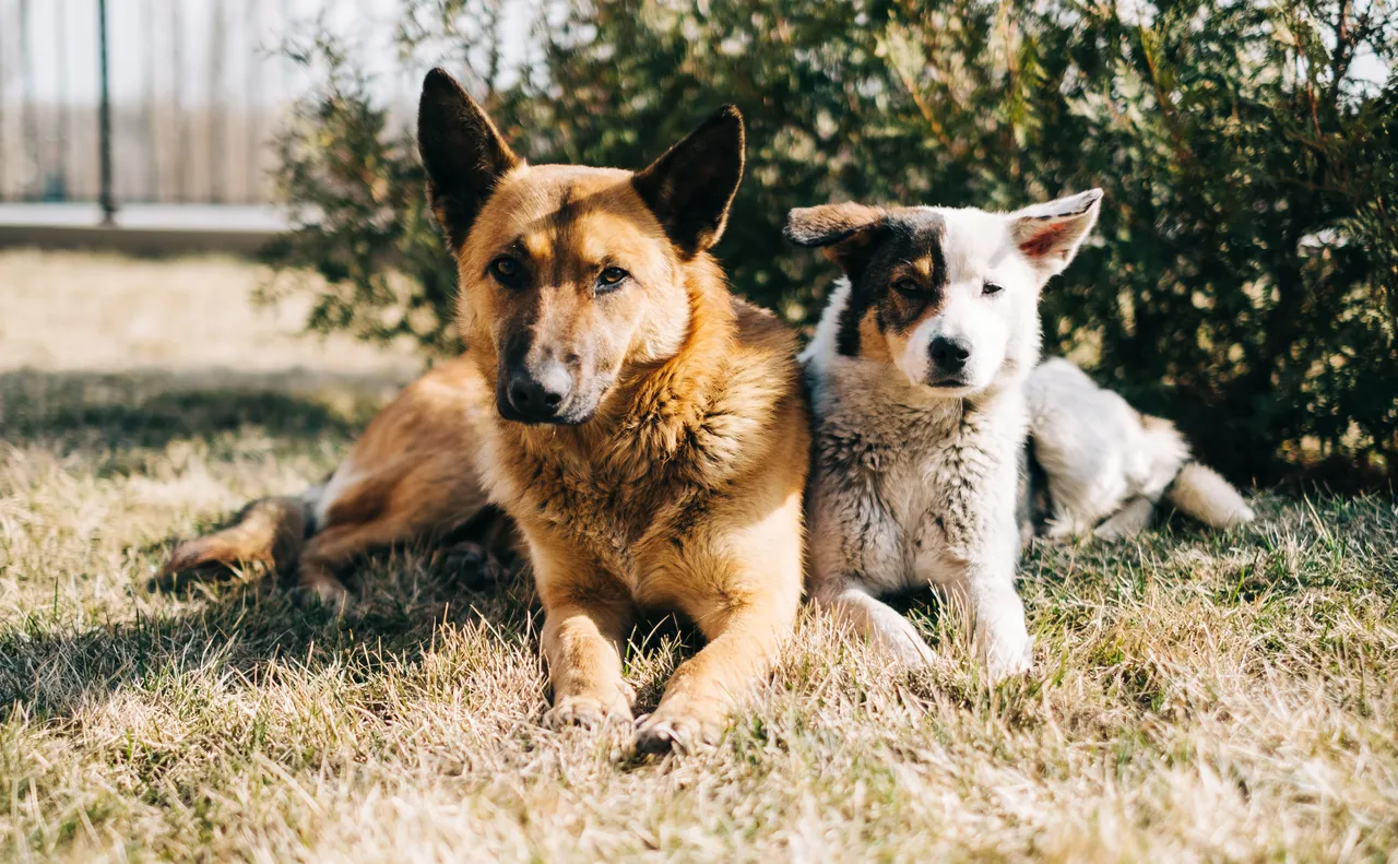 I metodi più efficaci per rimuovere i peli degli animali da tappeti e divani Immagine selezionata