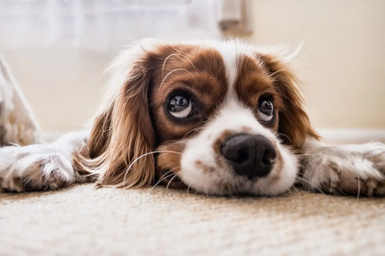 I metodi più efficaci per rimuovere i peli degli animali da tappeti e divani Immagine selezionata