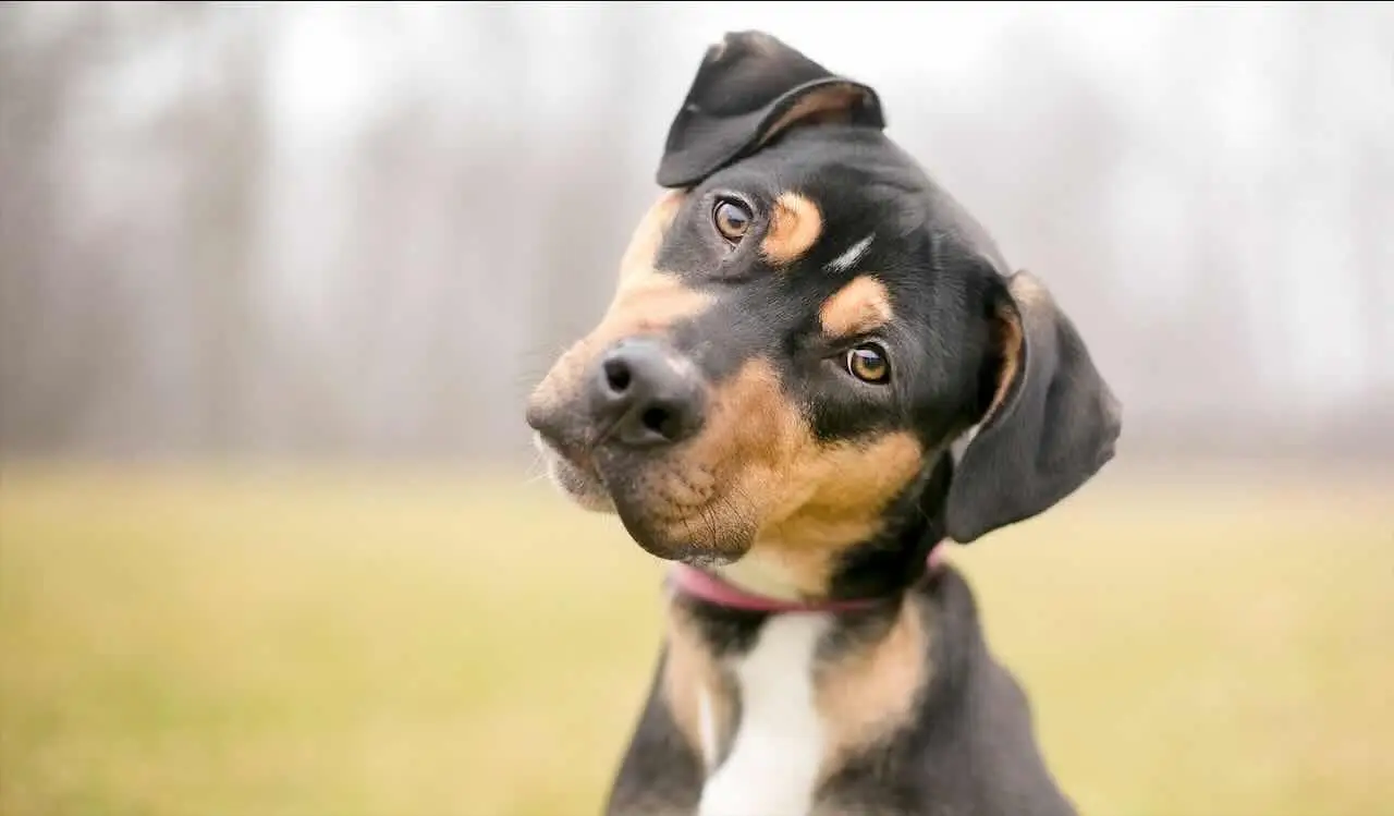 I metodi più efficaci per rimuovere i peli degli animali da tappeti e divani Immagine selezionata