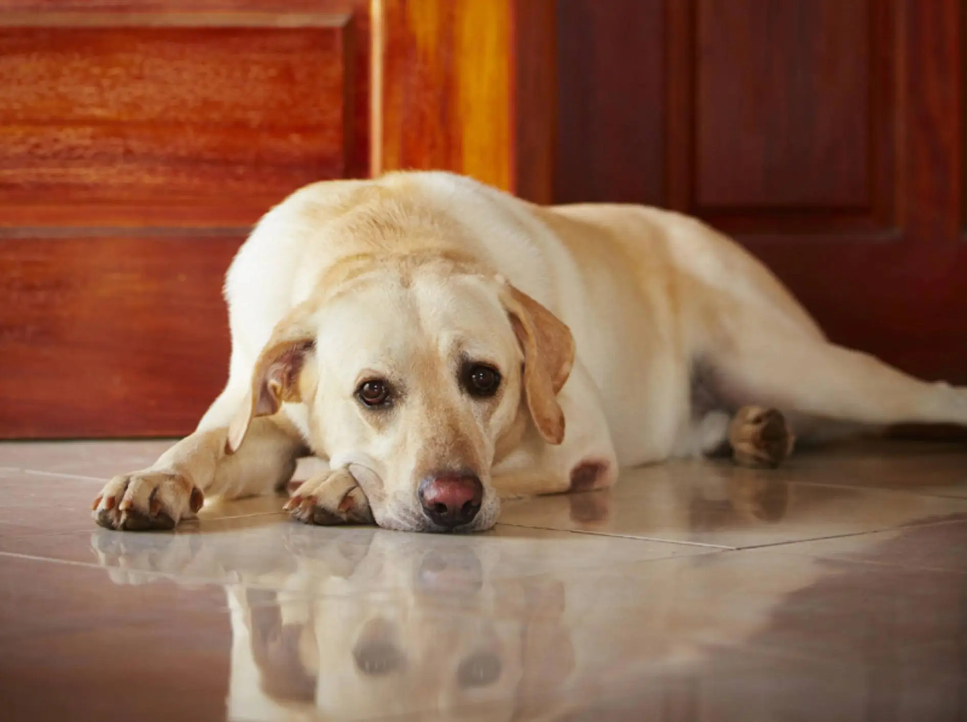 I metodi più efficaci per rimuovere i peli degli animali da tappeti e divani Immagine selezionata