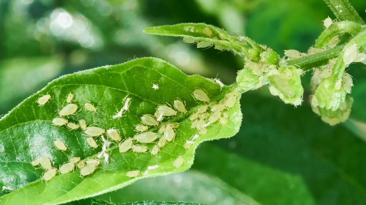 Il metodo naturale per proteggere le piante dagli afidi Immagine selezionata