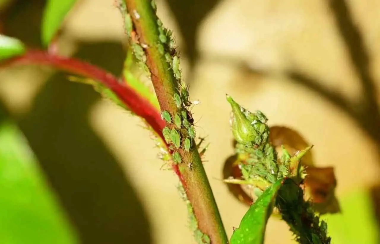 Il metodo naturale per proteggere le piante dagli afidi Immagine selezionata