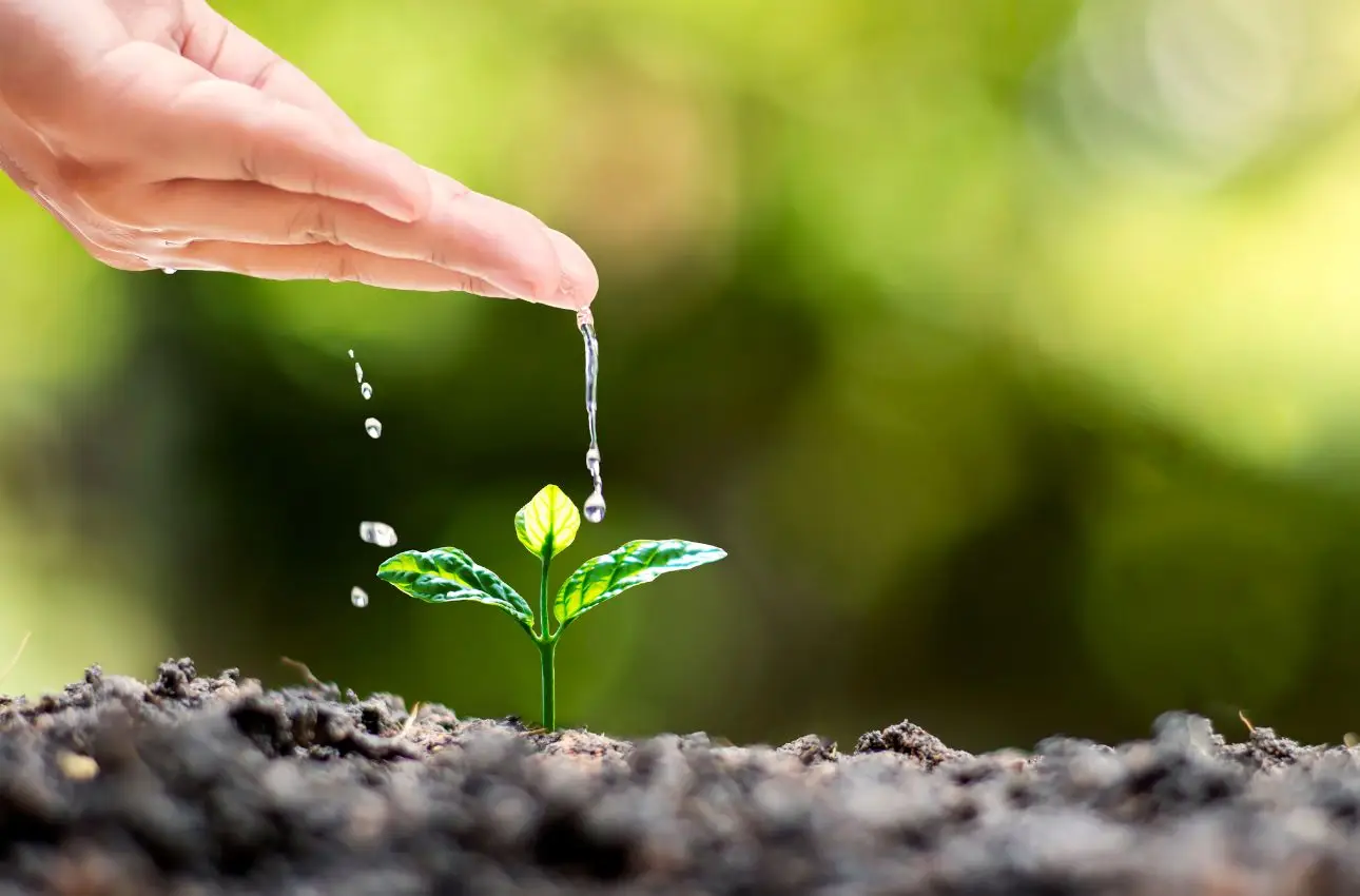 Come irrigare con bottiglie rovesciate: questo è il sistema economico Come irrigare con bottiglie rovesciate: questo è il sistema economico