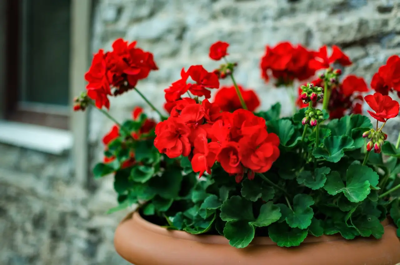 Gerani in piena fioritura primaverile ecco il momento ideale per concimare ad aprile Gerani in piena fioritura primaverile ecco il momento ideale per concimare ad aprile
